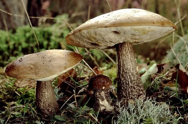 Birch Bolete Fungi