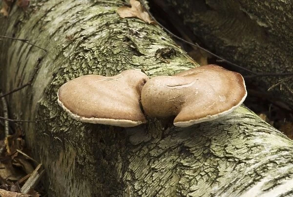 Birch Polypore. Habitat on birch - fruit bodies remain intact from one year into the next. Very common. Not edible. October