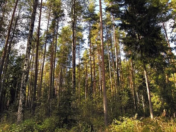 Birch and Spruce Trees. Nigula national park. Estonia