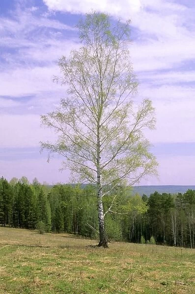 Birch Tree Near river Serga, near Ekaterinburg, Middle Urals, Russia Spring