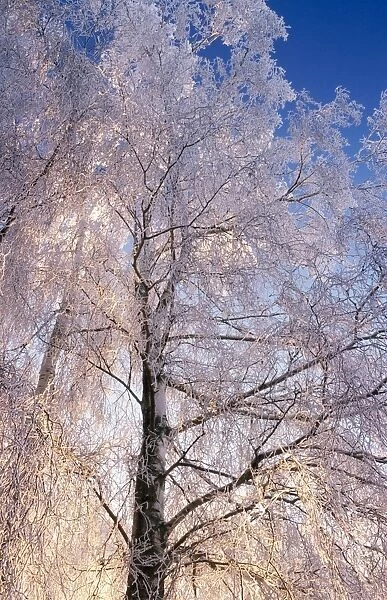 Birch Tree In winter snow. Belgium