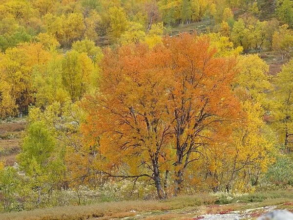 Birch trees in autumn colour - Dovrefjell NP - Norway