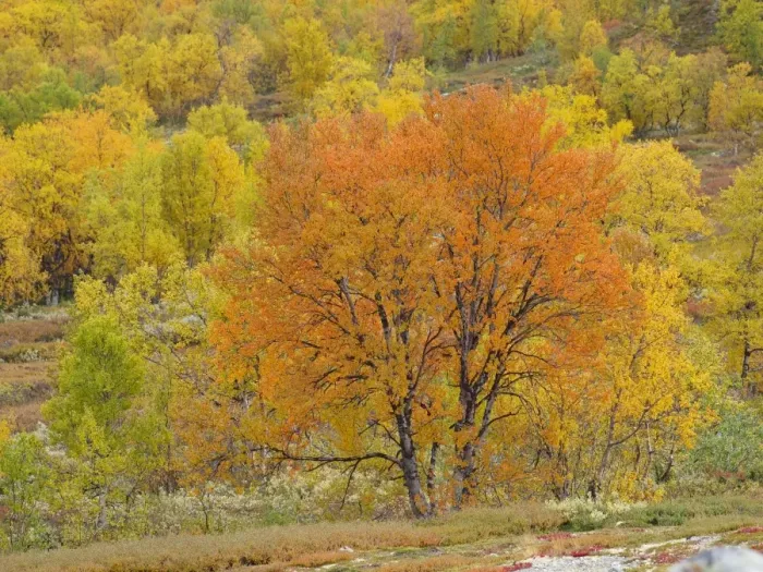 Framed Print : Birch trees in autumn colour - Dovrefjell NP - Norway Framed Print : Birch trees in autumn colour - Dovrefjell NP - Norway
