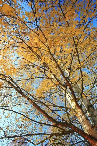 Birch Trees - in autumn colour, Hessen, Germany