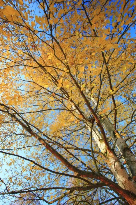 Framed Print : Birch Trees - in autumn colour, Hessen, Germany Framed Print : Birch Trees - in autumn colour, Hessen, Germany