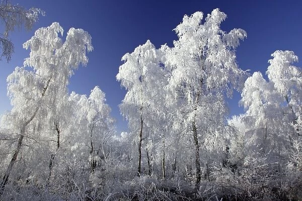 Birch Trees - Covered with snow and frost in winter. Meissner Hills, North Hessen, Germany