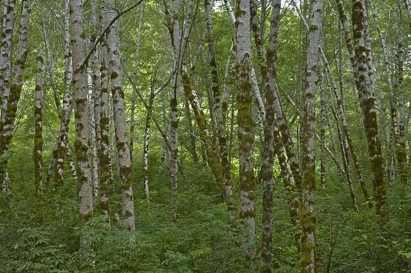 Birch Trees Redwood National Park California, USA LA000796