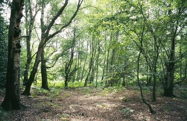 Birch Woodland - in summer