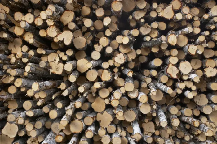 Framed Print : Birch Woodpile - Birch trees are removed from the Pine Forests to reduce competition for the more valuable Pine Trees Finland LA003470 Framed Print : Birch Woodpile - Birch trees are removed from the Pine Forests to reduce competition for the more valuable Pine Trees Finland LA003470