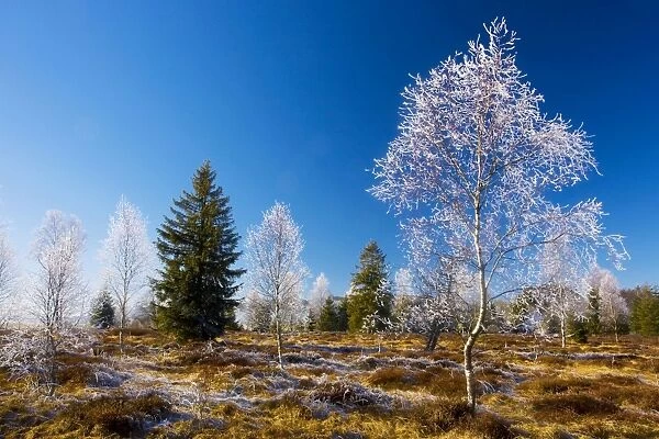 Birches (Betula pubescens) with hoar frost in a bog in the Haut Jura near Morez. Midwinter. East France. Haut Jura Natural Regional Park