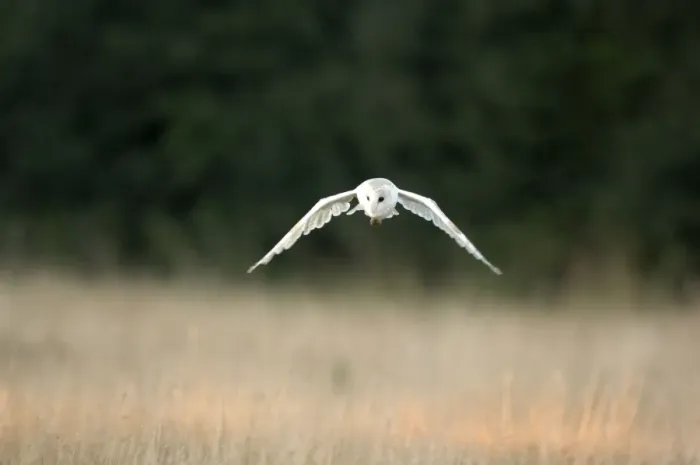 Framed Print : Bird - Barn owl flying. UK Framed Print : Bird - Barn owl flying. UK