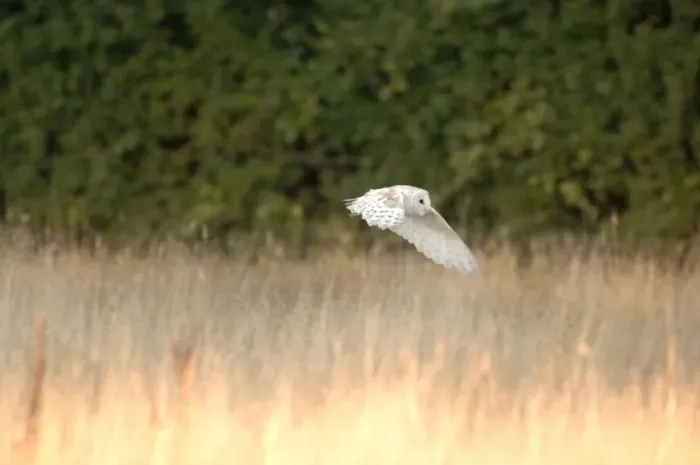 Framed Print : Bird - Barn owl flying. UK Framed Print : Bird - Barn owl flying. UK