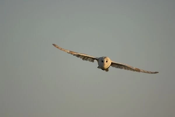 Bird - Barn owl flying. UK