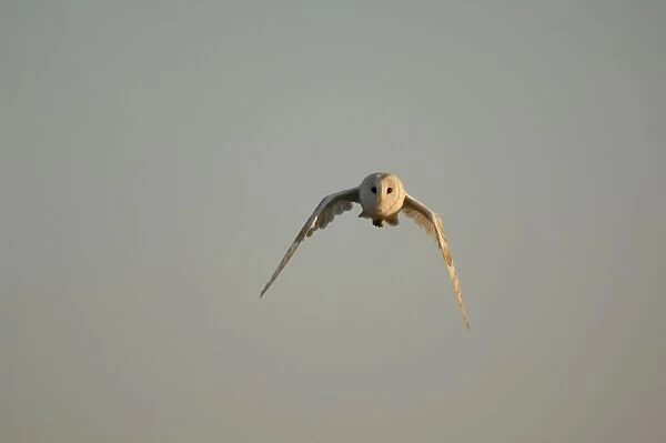 Bird - Barn owl flying. UK