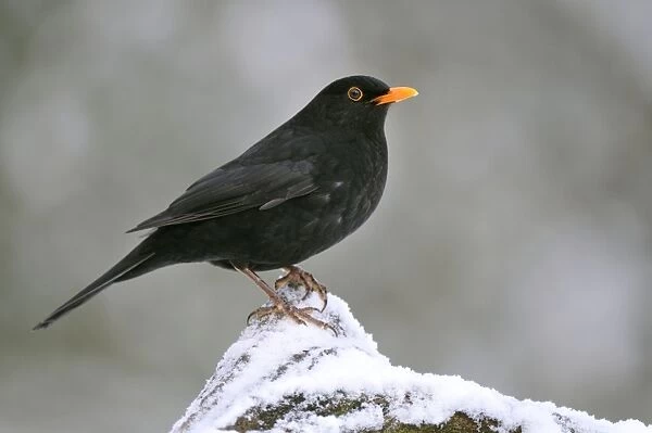 BIRD. Blackbird (male)