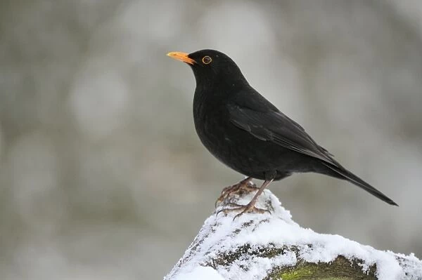 BIRD. Blackbird (male) in snow