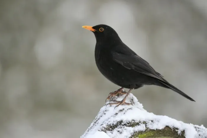 Framed Print : BIRD. Blackbird (male) in snow Framed Print : BIRD. Blackbird (male) in snow