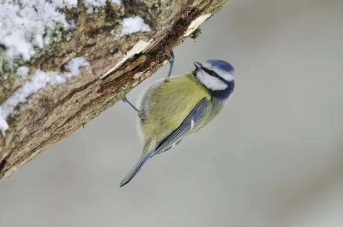 Framed Print : BIRD. Blue tit Framed Print : BIRD. Blue tit