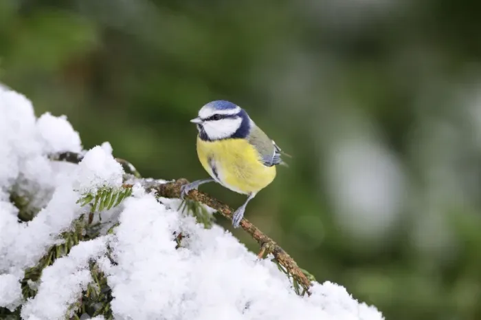 Framed Print : BIRD. Blue tit Framed Print : BIRD. Blue tit