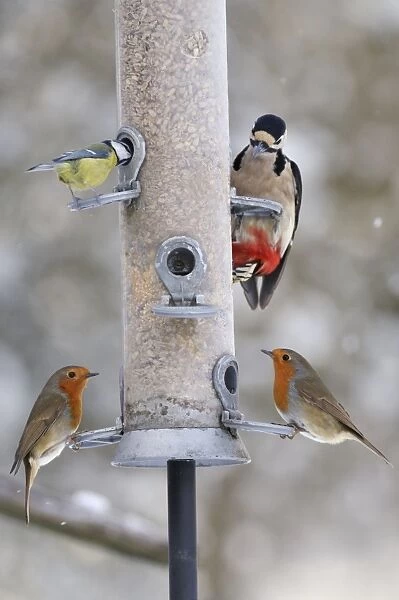 BIRD. Blue tit, Great spotted woodpecker and Two robins on feeder in snow