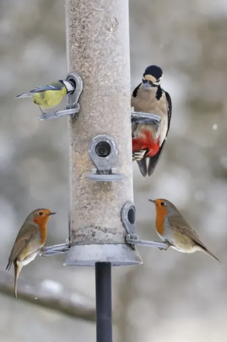 Framed Print : BIRD. Blue tit, Great spotted woodpecker and Two robins on feeder in snow Framed Print : BIRD. Blue tit, Great spotted woodpecker and Two robins on feeder in snow