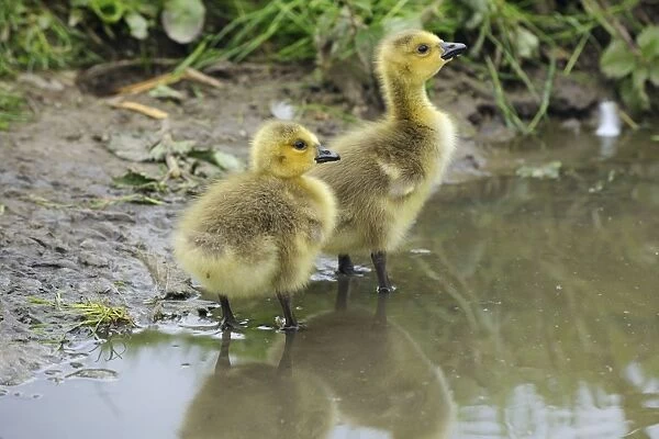 BIRD. Canadian goose goslings