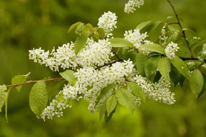 Framed Print : Bird cherry (Prunus padus) in flower, woodland edge Framed Print : Bird cherry (Prunus padus) in flower, woodland edge