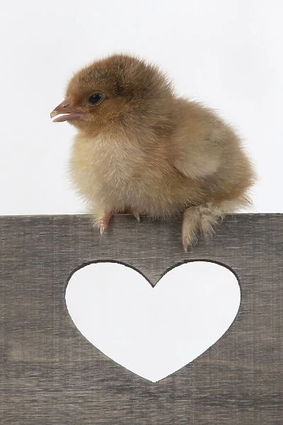 BIRD. Chicken chick, 1 day old, sitting on wooden box with heary shaped hole, studio, white background