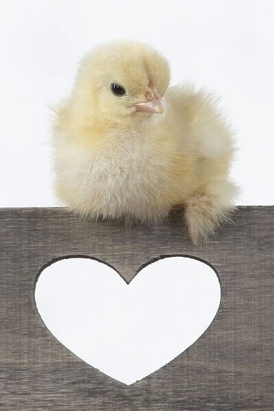 BIRD. Chicken chick, 1 day old, sitting on wooden box with heary shaped hole, studio, white background