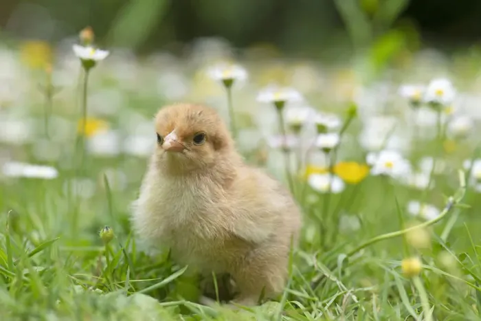 Framed Print : BIRD. Chicken chick, in grass with buttercups and daisies Framed Print : BIRD. Chicken chick, in grass with buttercups and daisies