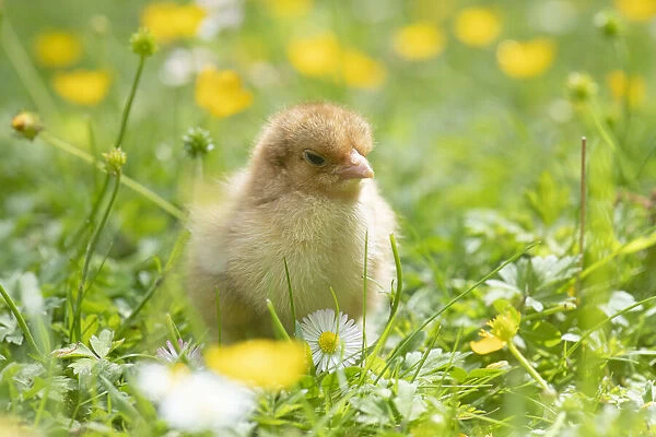 BIRD. Chicken chick, in grass with buttercups and daisies