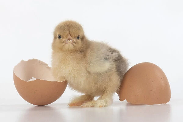 BIRD, one day old chick, chicken, with egg shells, on white background, studio