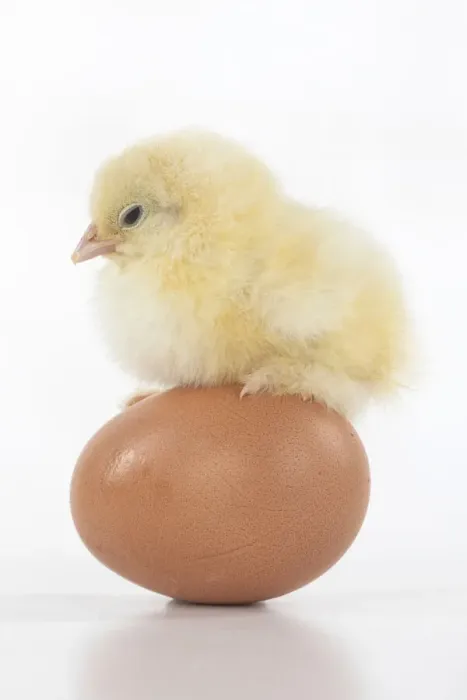 Framed Print : BIRD, one day old chick, chicken, standing on an egg, on white background, studio Framed Print : BIRD, one day old chick, chicken, standing on an egg, on white background, studio