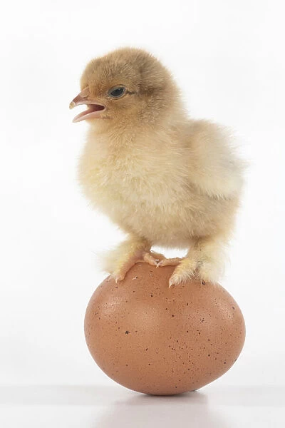 BIRD, one day old chick, chicken, standing on an egg, on white background, studio