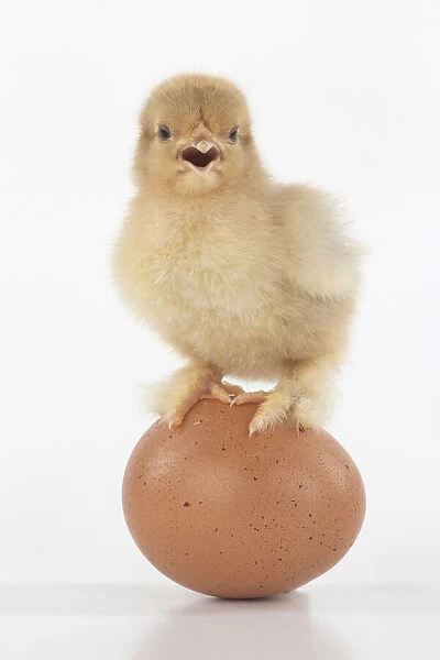 BIRD, one day old chick, chicken, standing on an egg, on white background, studio