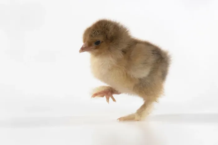 Framed Print : BIRD, one day old chick, walking, foot up, on white background, studio Framed Print : BIRD, one day old chick, walking, foot up, on white background, studio