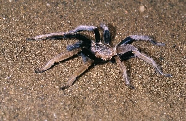 Bird-eating Spider Port Moresby, Papua New Guinea. Fam: Theraphosidae