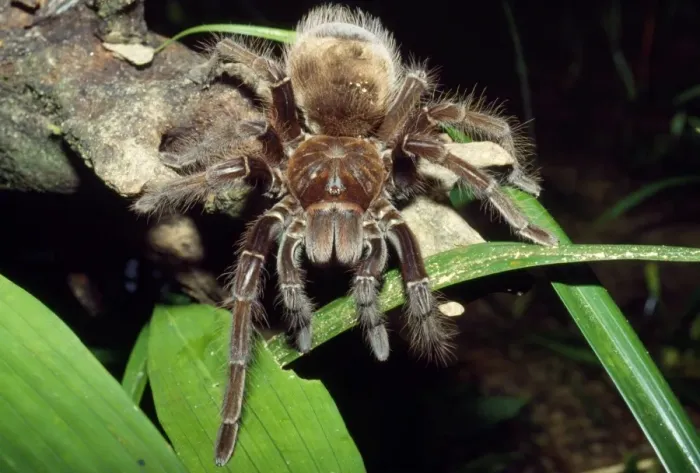 Framed Print : Bird-eating Tarantula - largest Tarantula in the world - rainforest - Amazonas