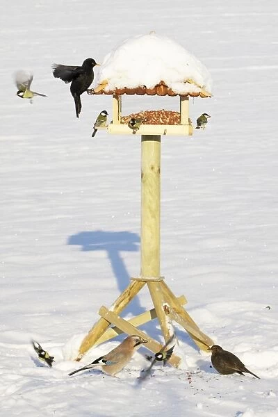 Bird Feeding Station - attracting various birds in winter, Lower Saxony, Germany