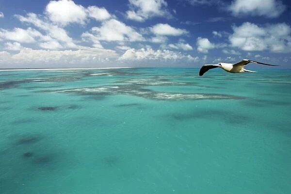 Bird in flight. Cosmoledo Lagoon. Seychelles - Indian Ocean