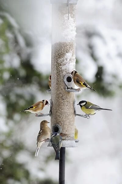 BIRD. Goldfinchs, Chaffinch, Great tit and Blue tit on feeder in the snow