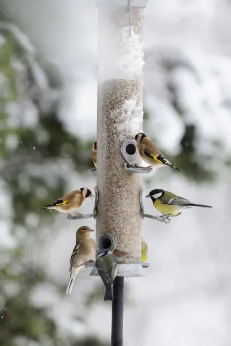 Framed Print : BIRD. Goldfinchs, Chaffinch, Great tit and Blue tit on feeder in the snow Framed Print : BIRD. Goldfinchs, Chaffinch, Great tit and Blue tit on feeder in the snow
