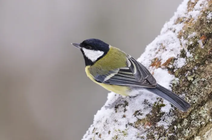 Framed Print : BIRD. Great tit Framed Print : BIRD. Great tit