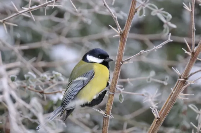 Framed Print : Bird. Great Tit Framed Print : Bird. Great Tit