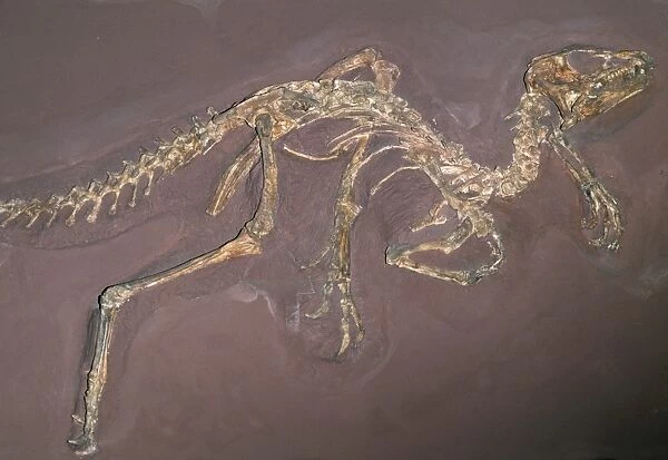Bird-hipped Dinosaur - late Triassic period, 205 m. y. a. South Africa