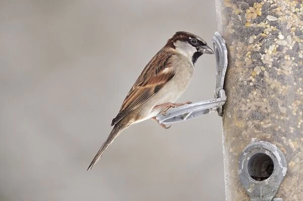 BIRD. House Sparrow on feeder in snow