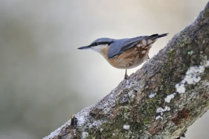 Framed Print : BIRD. Nuthatch Framed Print : BIRD. Nuthatch