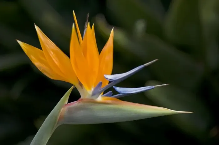 Framed Print : Bird of Paradise Flower - Location - Hotel Quinta Splendida Botanical Garden, Madeira. February Framed Print : Bird of Paradise Flower - Location - Hotel Quinta Splendida Botanical Garden, Madeira. February