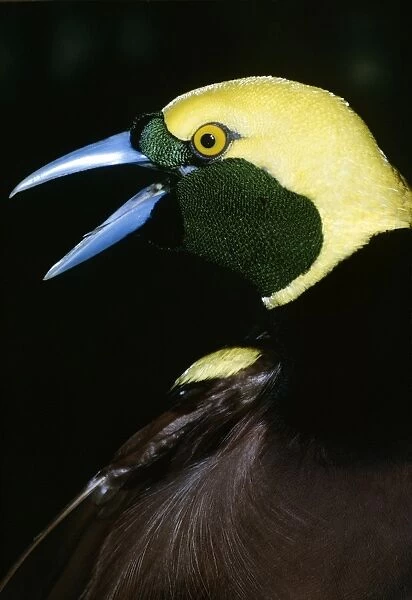 Bird of Paradise - male