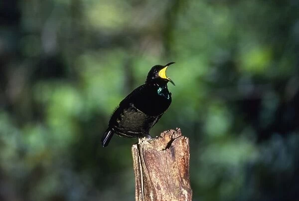 Bird of Paradise  /  Victorial Riflebird - male calling Queensland Australia
